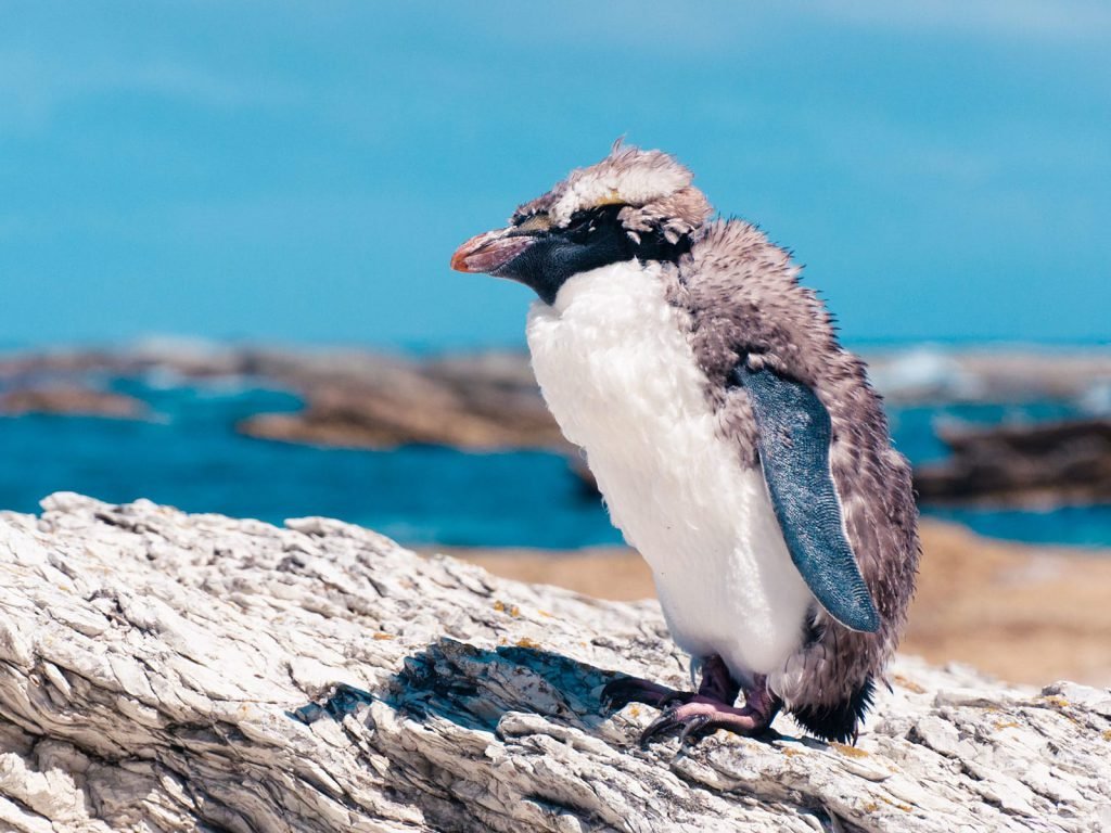 Kaikoura | Rama Tours