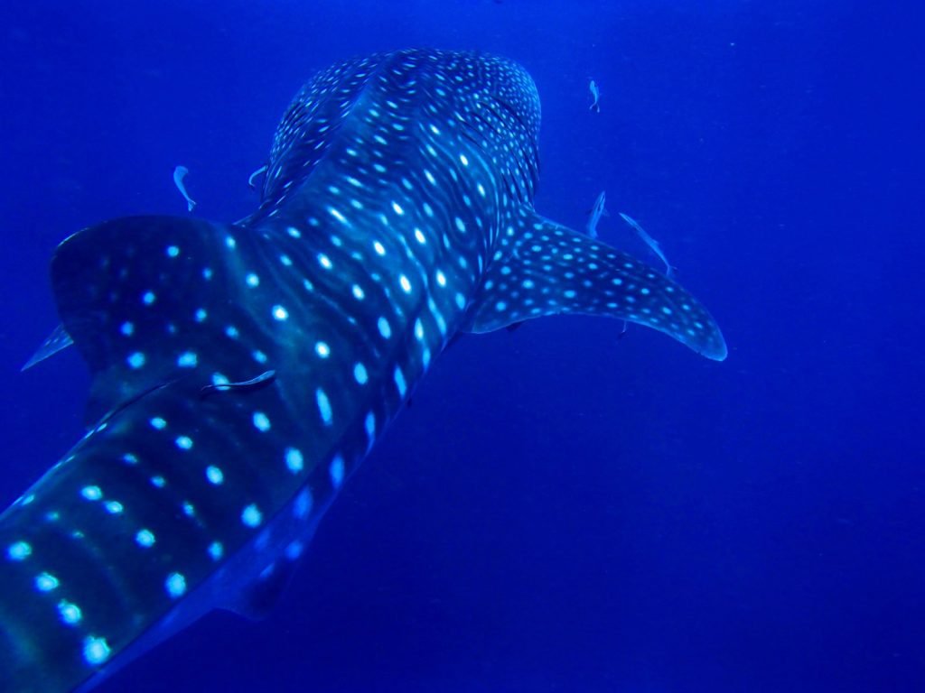 Cenderawasih baai | Rama Tours